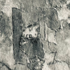Findings Near Satori (2014)